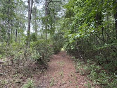 305 Acres Farmland & Timber with Hunting in NC - image 4
