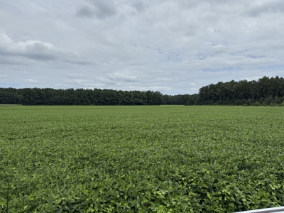 305 Acres Farmland & Timber with Hunting in NC - image 8