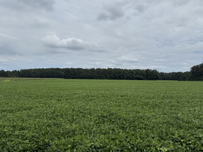 305 Acres Farmland & Timber with Hunting in NC - image 7