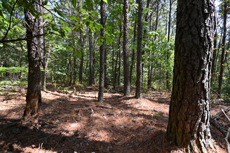 231.15 Acres Timber Land For Sale in Clifton, Tennessee - image 19