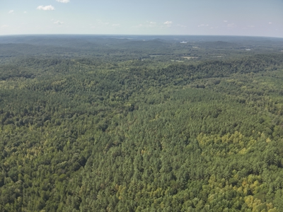 231.15 Acres Timber Land For Sale in Clifton, Tennessee - image 2