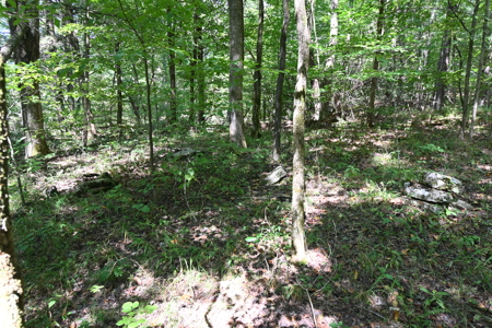 231.15 Acres Timber Land For Sale in Clifton, Tennessee - image 7