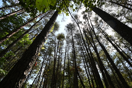 231.15 Acres Timber Land For Sale in Clifton, Tennessee - image 20