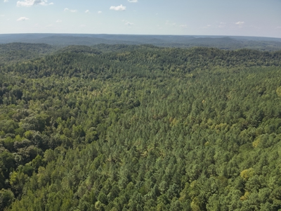 231.15 Acres Timber Land For Sale in Clifton, Tennessee - image 1