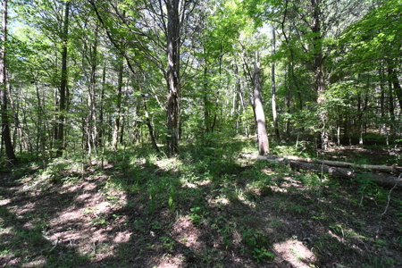 231.15 Acres Timber Land For Sale in Clifton, Tennessee - image 8