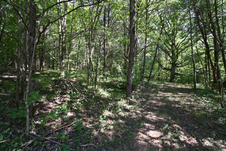231.15 Acres Timber Land For Sale in Clifton, Tennessee - image 5