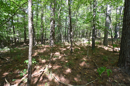 231.15 Acres Timber Land For Sale in Clifton, Tennessee - image 10