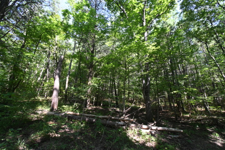 231.15 Acres Timber Land For Sale in Clifton, Tennessee - image 6