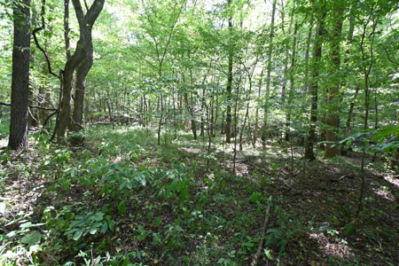 231.15 Acres Timber Land For Sale in Clifton, Tennessee - image 12