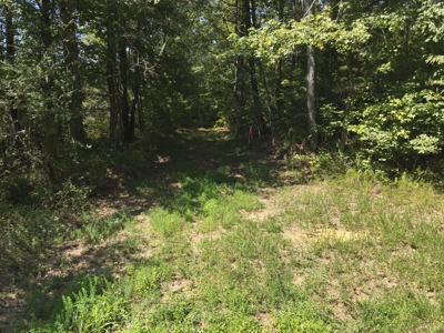 231.15 Acres Timber Land For Sale in Clifton, Tennessee - image 3