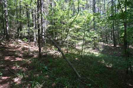 231.15 Acres Timber Land For Sale in Clifton, Tennessee - image 9