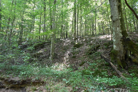 231.15 Acres Timber Land For Sale in Clifton, Tennessee - image 15