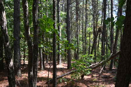 231.15 Acres Timber Land For Sale in Clifton, Tennessee - image 18