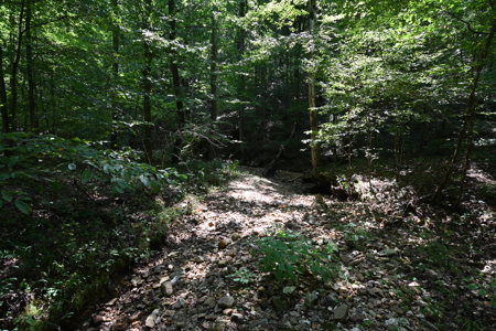 231.15 Acres Timber Land For Sale in Clifton, Tennessee - image 14
