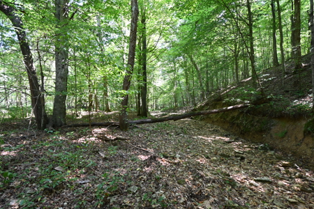 231.15 Acres Timber Land For Sale in Clifton, Tennessee - image 16