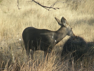 36+ acres on Dragoon Mtn Ranch, St David AZ - image 15