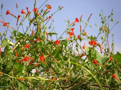 36+ acres on Dragoon Mtn Ranch, St David AZ - image 23