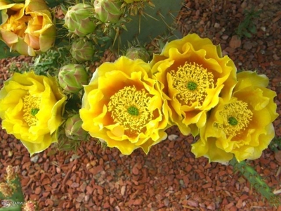 36+ acres on Dragoon Mtn Ranch, St David AZ - image 20