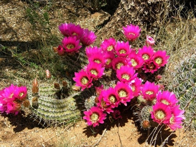 36+ acres on Dragoon Mtn Ranch, St David AZ - image 22