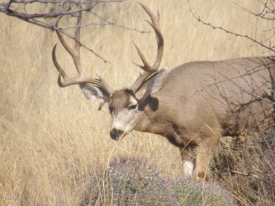 36+ acres on Dragoon Mtn Ranch, St David AZ - image 10