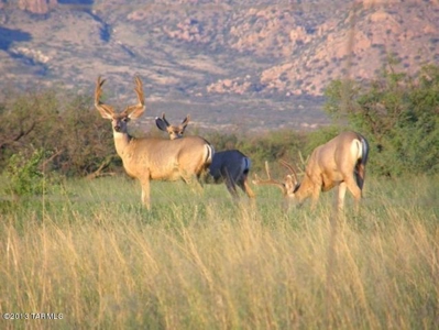 36+ acres on Dragoon Mtn Ranch, St David AZ - image 18