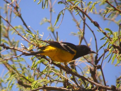 36+ acres on Dragoon Mtn Ranch, St David AZ - image 16