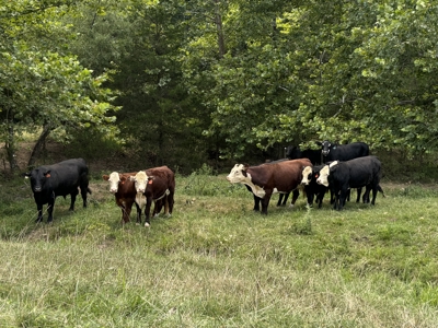 Farm For Sale In Ellington Missouri - image 17