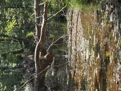 Farm For Sale In Ellington Missouri - image 29