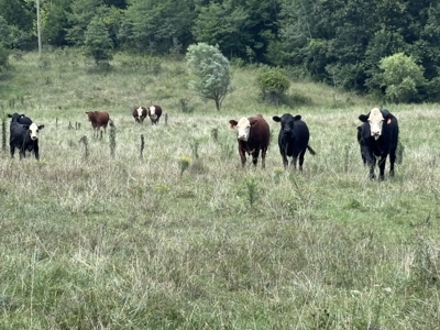 Farm For Sale In Ellington Missouri - image 15