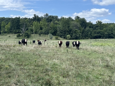 Farm For Sale In Ellington Missouri - image 16