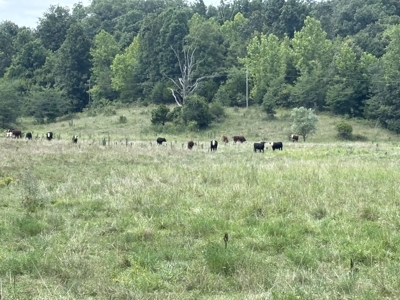 Farm For Sale In Ellington Missouri - image 14