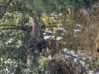 Farm For Sale In Ellington Missouri - image 30