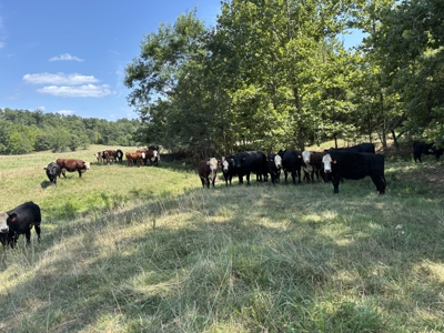 Farm For Sale In Ellington Missouri - image 20