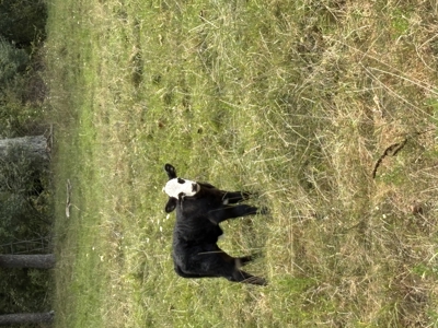 Farm For Sale In Ellington Missouri - image 13