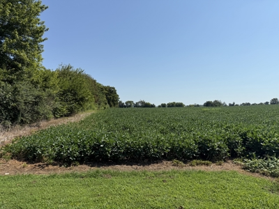 Prime 31 Acre Farmland Tract, Investment and/or Development Land. - image 5