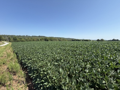 Prime 31 Acre Farmland Tract, Investment and/or Development Land. - image 8