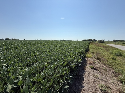 Prime 31 Acre Farmland Tract, Investment and/or Development Land. - image 7