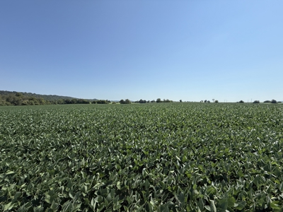 Prime 31 Acre Farmland Tract, Investment and/or Development Land. - image 6