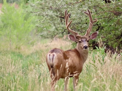 Green Mountain Ranch - Exceptional Elk & Deer Hunting Land - image 4