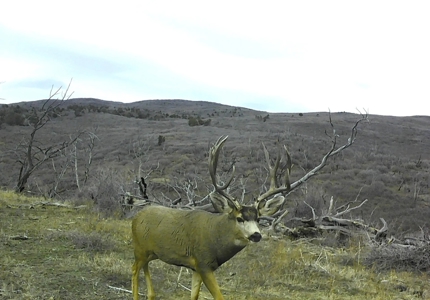 Green Mountain Ranch - Exceptional Elk & Deer Hunting Land - image 6