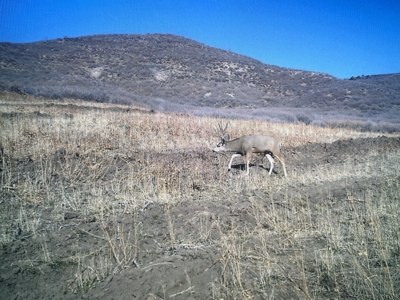 Green Mountain Ranch - Exceptional Elk & Deer Hunting Land - image 46