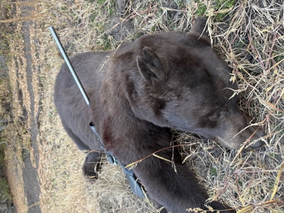 Green Mountain Ranch - Exceptional Elk & Deer Hunting Land - image 7