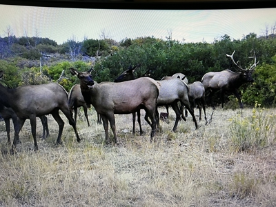 Green Mountain Ranch - Exceptional Elk & Deer Hunting Land - image 21