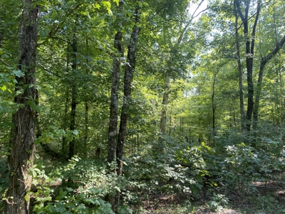 Land For Sale In Country Location In Mcnairy County, Tn - image 4