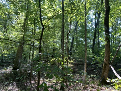Land For Sale In Country Location In Mcnairy County, Tn - image 10