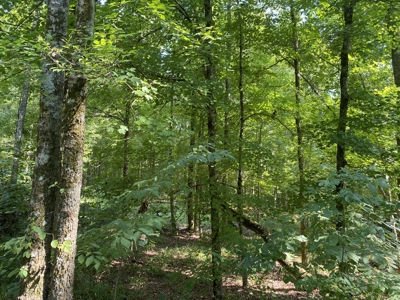 Land For Sale In Country Location In Mcnairy County, Tn - image 7
