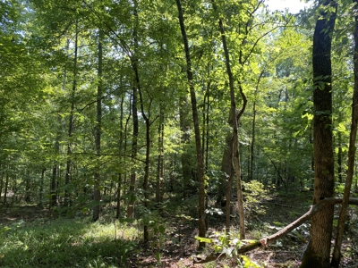 Land For Sale In Country Location In Mcnairy County, Tn - image 9