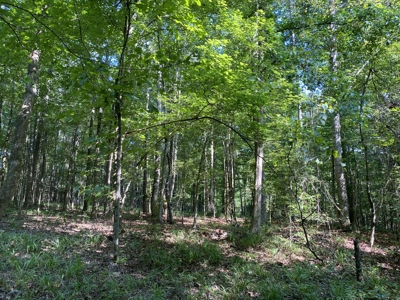 Land For Sale In Country Location In Mcnairy County, Tn - image 12