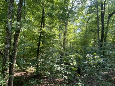 Land For Sale In Country Location In Mcnairy County, Tn - image 5