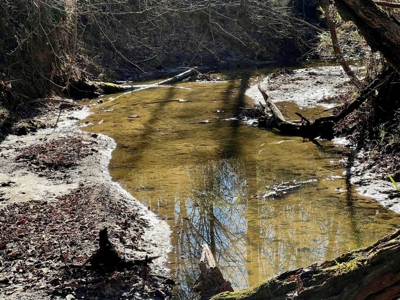+/-103 Acres North MS Timberland with Creek & Hunting - image 16